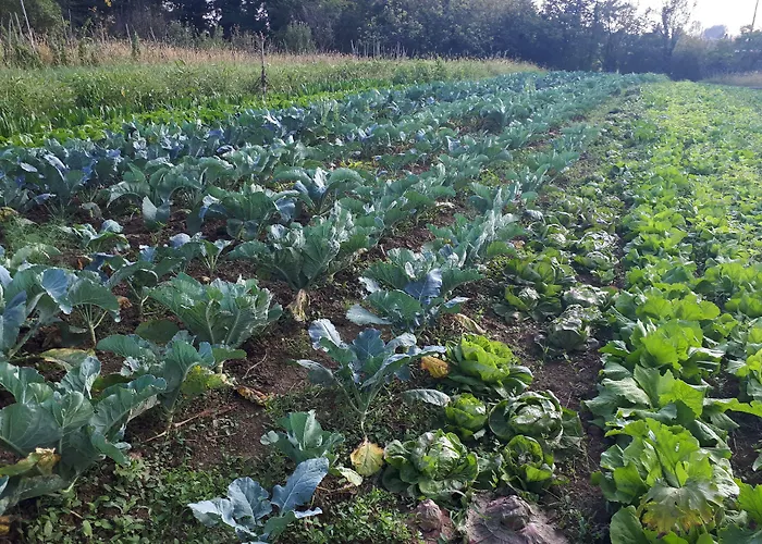 Ecogarden Отель 2*